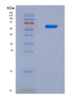 SDS-PAGE analysis of Mouse Cgas (Cyclic Gmp-Amp Synthase) - Recombinant Protein, CAT# BLT-08919P showing >90% purity under 15% SDS-PAGE (Reduced)