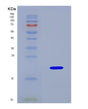 SDS-PAGE analysis of Mouse Reg4 (Regenerating Islet-Derived Protein 4) - Recombinant Protein, CAT# BLT-08923P showing >90% purity under 15% SDS-PAGE (Reduced)