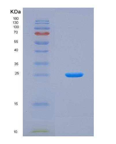 SDS-PAGE analysis of Human CDC42 (Cell Division Control Protein 42 Homolog) - Recombinant Protein, CAT# BLT-08927P showing >90% purity under 15% SDS-PAGE (Reduced)