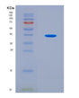 SDS-PAGE analysis of Mouse Rab27a (Ras-Related Protein Rab-27A) - Recombinant Protein, CAT# BLT-08929P showing >90% purity under 15% SDS-PAGE (Reduced)