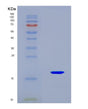SDS-PAGE analysis of Human ANGPT2 (Angiopoietin-2) - Recombinant Protein, CAT# BLT-08937P showing >90% purity under 15% SDS-PAGE (Reduced)