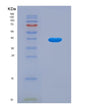 SDS-PAGE analysis of Human MT-ND1 (Nadh-Ubiquinone Oxidoreductase Chain 1) - Recombinant Protein, CAT# BLT-08938P showing >90% purity under 15% SDS-PAGE (Reduced)