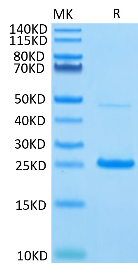 Human IL-17C on Tris-Bis PAGE under reduced condition. The purity is greater than 95%.