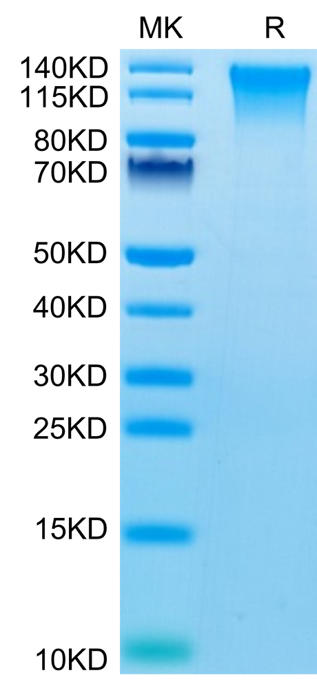 Mouse TEM1 on Tris-Bis PAGE under reduced condition. The purity is greater than 95%.