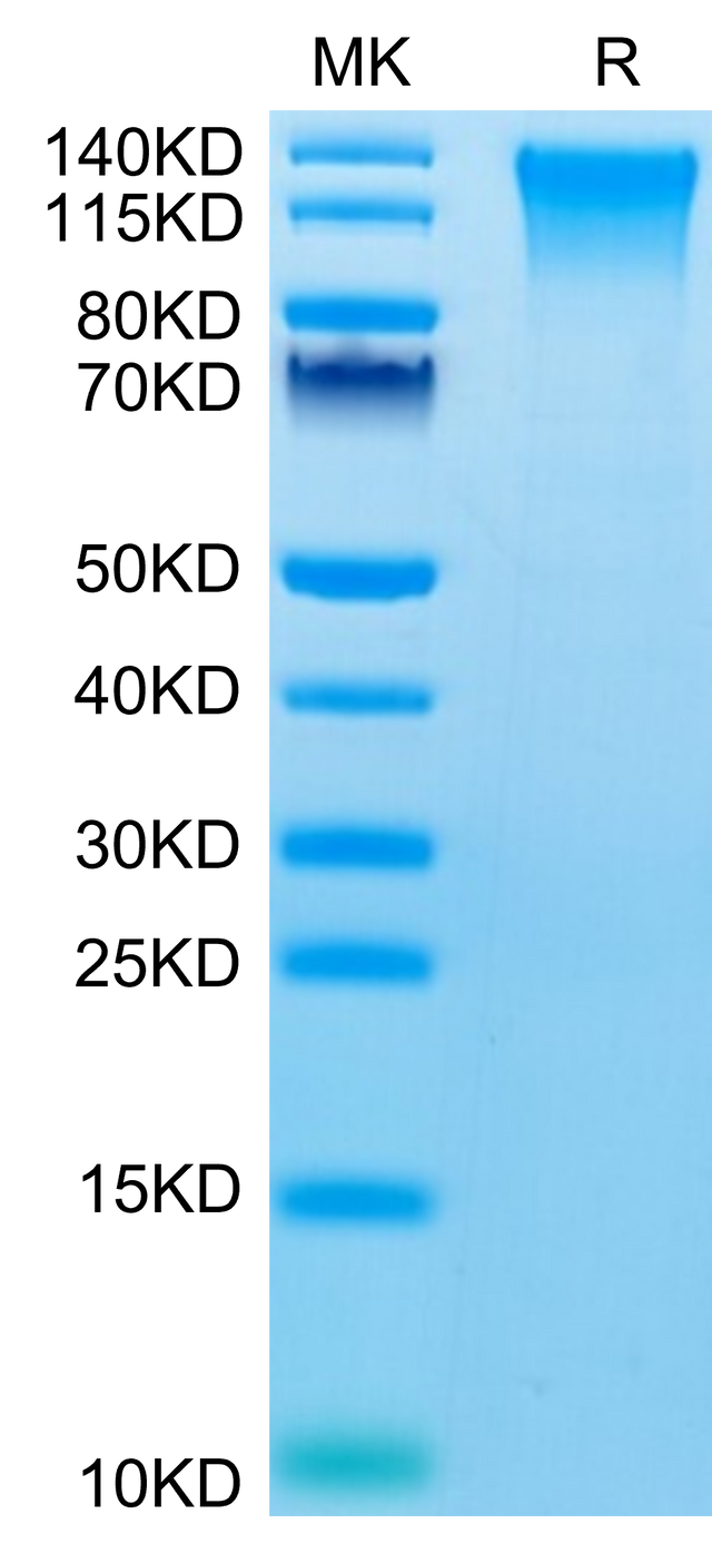 Mouse TEM1 on Tris-Bis PAGE under reduced condition. The purity is greater than 95%.