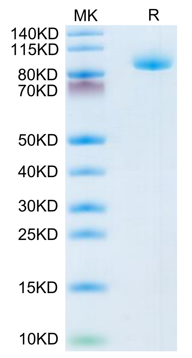 Human LRIG1 on Tris-Bis PAGE under reduced condition. The purity is greater than 95%.