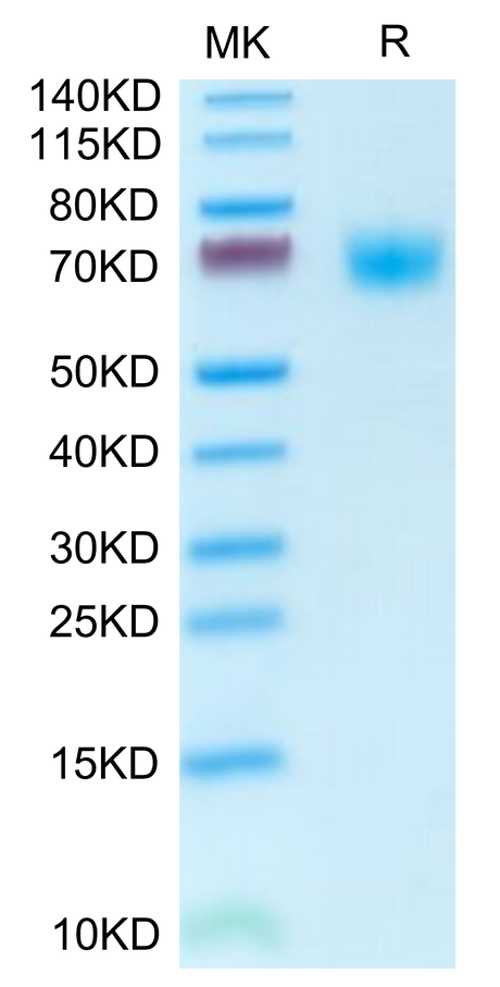 Mouse PLD4 on Tris-Bis PAGE under reduced condition. The purity is greater than 95%.