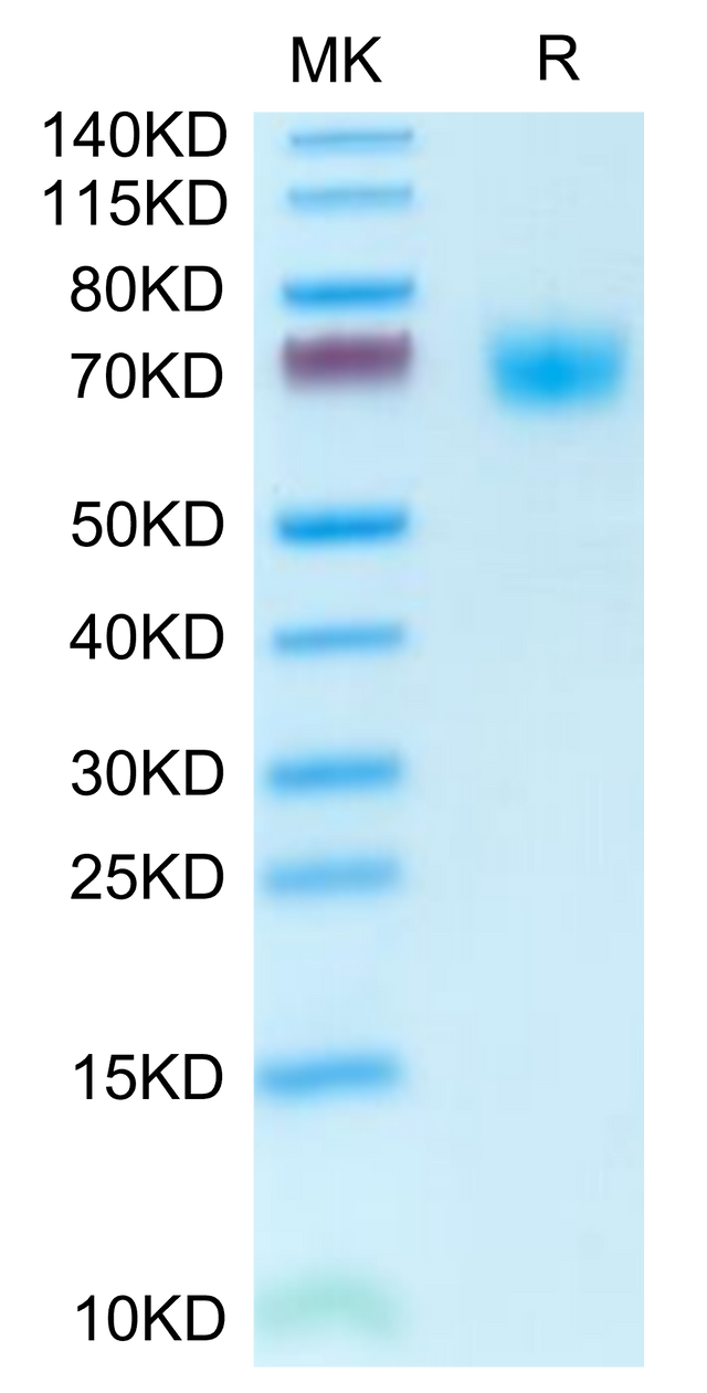 Mouse PLD4 on Tris-Bis PAGE under reduced condition. The purity is greater than 95%.