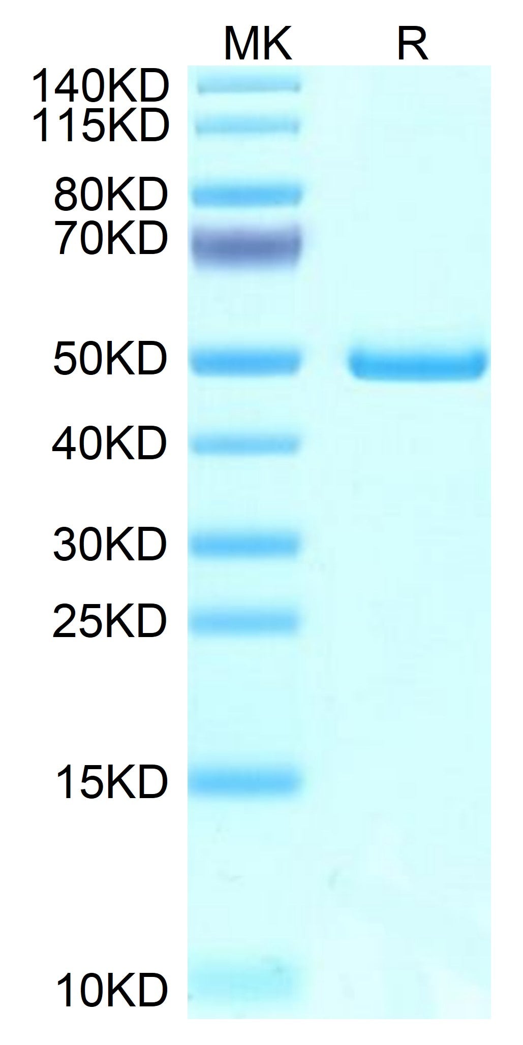 Mouse NTS1 on Tris-Bis PAGE under reduced condition. The purity is greater than 95%.