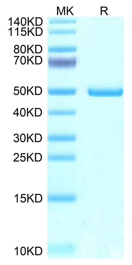 Mouse NTS1 on Tris-Bis PAGE under reduced condition. The purity is greater than 95%.