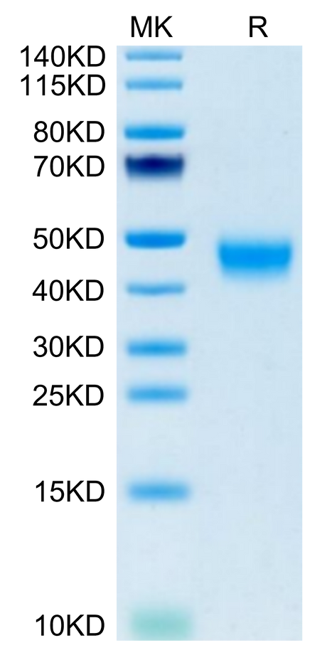 Mouse GPA34/VSIG1 on Tris-Bis PAGE under reduced condition. The purity is greater than 95%.