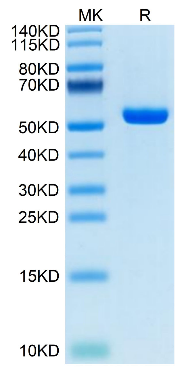Human HLA-A*02:01&B2M&P53 R175H (HMTEVVRHC) Monomer on Tris-Bis PAGE under reduced condition. The purity is greater than 95%.