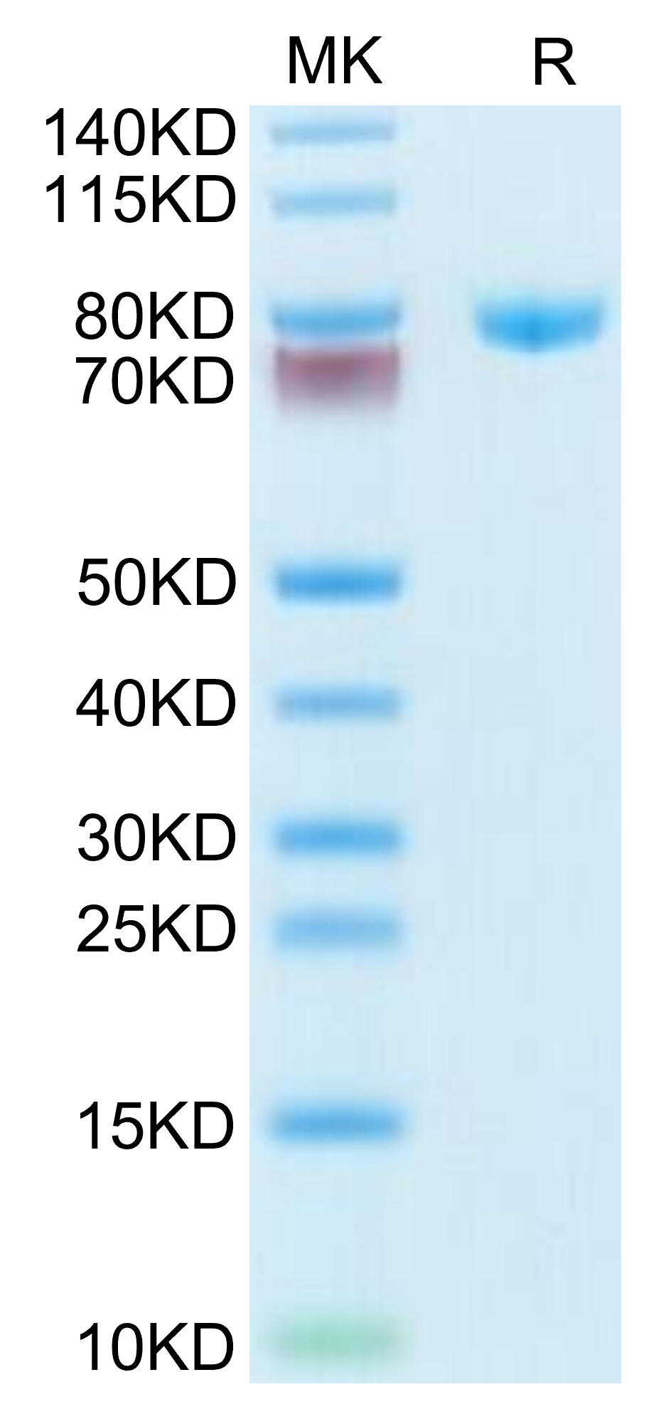 Human Transferrin on Tris-Bis PAGE under reduced condition. The purity is greater than 95%.