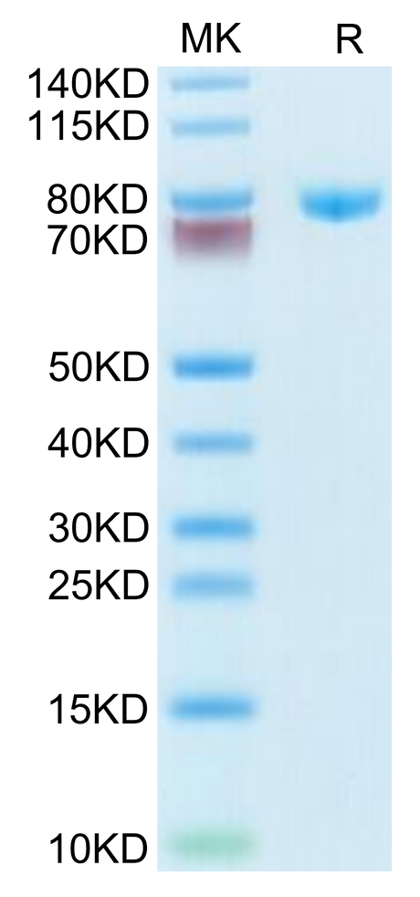 Human Transferrin on Tris-Bis PAGE under reduced condition. The purity is greater than 95%.