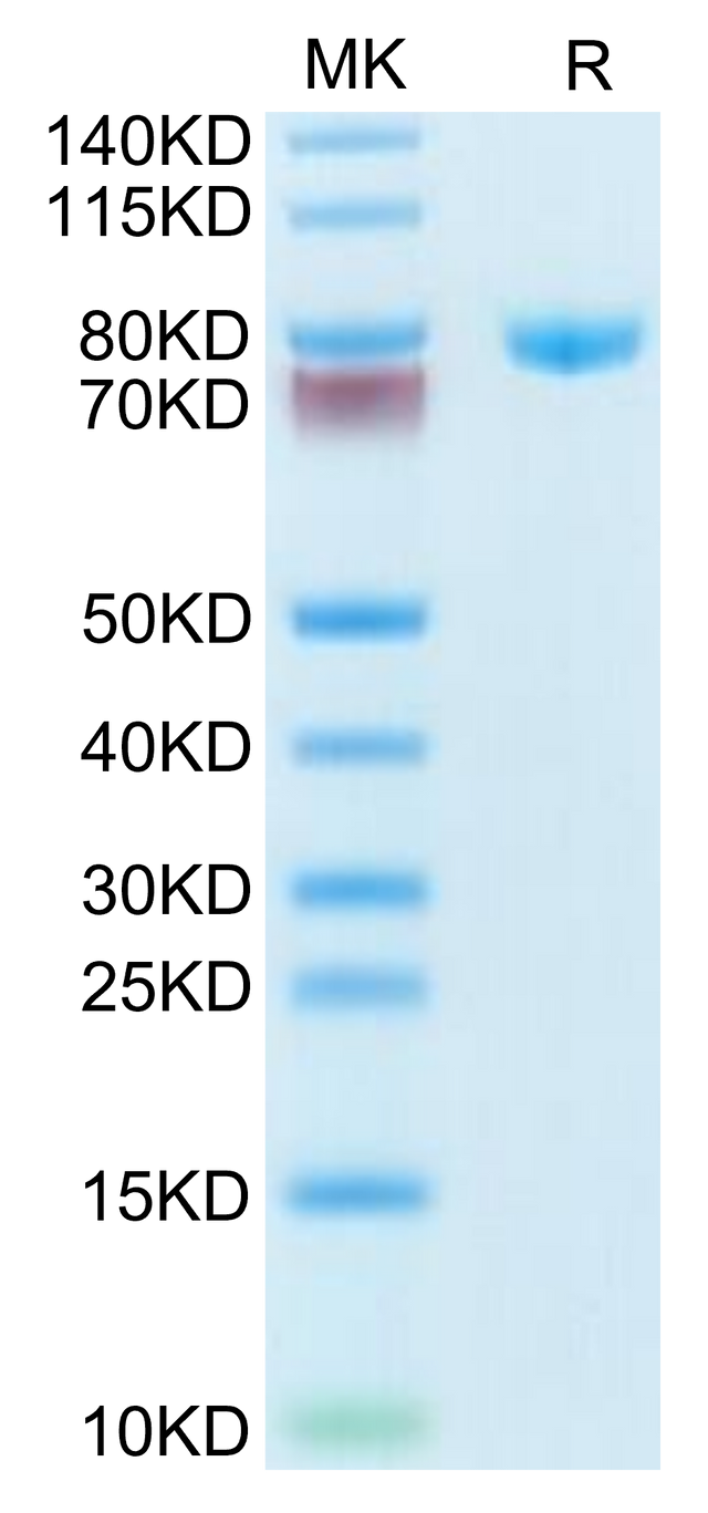 Human Transferrin on Tris-Bis PAGE under reduced condition. The purity is greater than 95%.