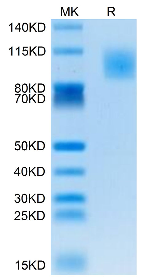 Human PODXL2 on Tris-Bis PAGE under reduced condition. The purity is greater than 95%.