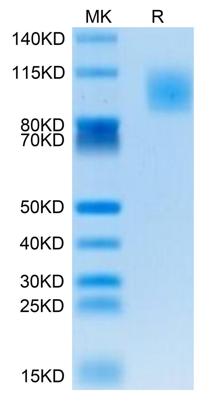 Human PODXL2 on Tris-Bis PAGE under reduced condition. The purity is greater than 95%.
