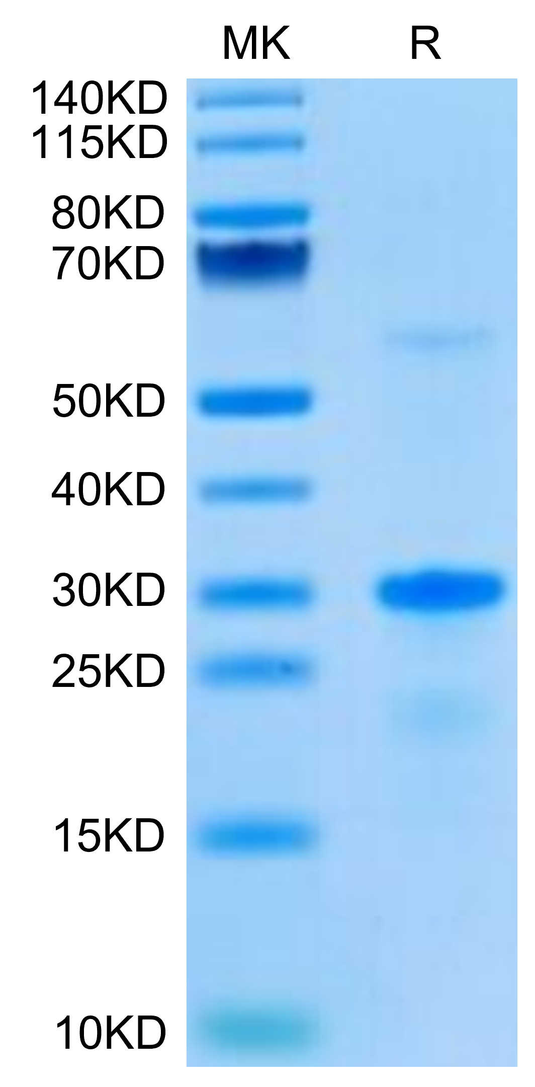 Human EGFL7 on Tris-Bis PAGE under reduced condition. The purity is greater than 95%.