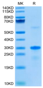 Human EGFL7 on Tris-Bis PAGE under reduced condition. The purity is greater than 95%.