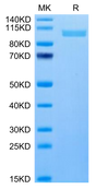 Human ITGA2B&ITGB3 on Tris-Bis PAGE under reduced condition. The purity is greater than 95%.