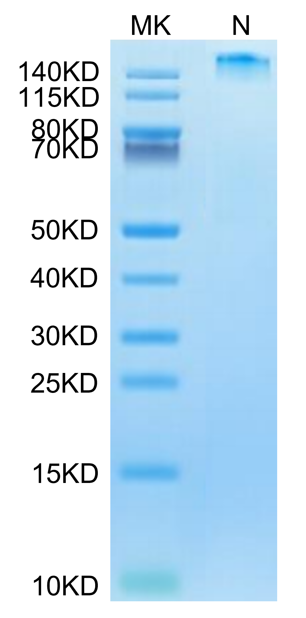 Human HLA-A*02:01&B2M&HBV (FLLTRILTI) Tetramer on Tris-Bis PAGE under reduced condition. The purity is greater than 95%.