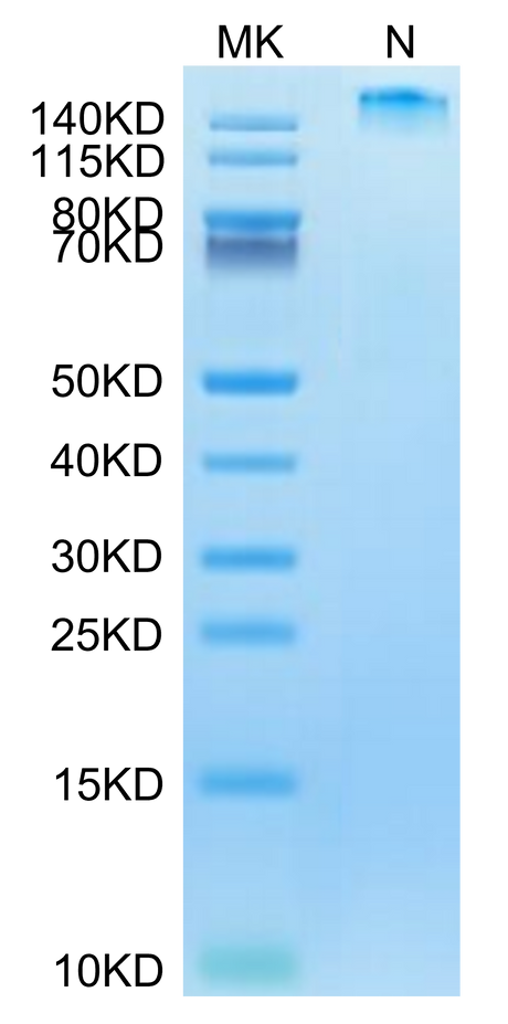 Human HLA-A*02:01&B2M&HBV (FLLTRILTI) Tetramer on Tris-Bis PAGE under reduced condition. The purity is greater than 95%.