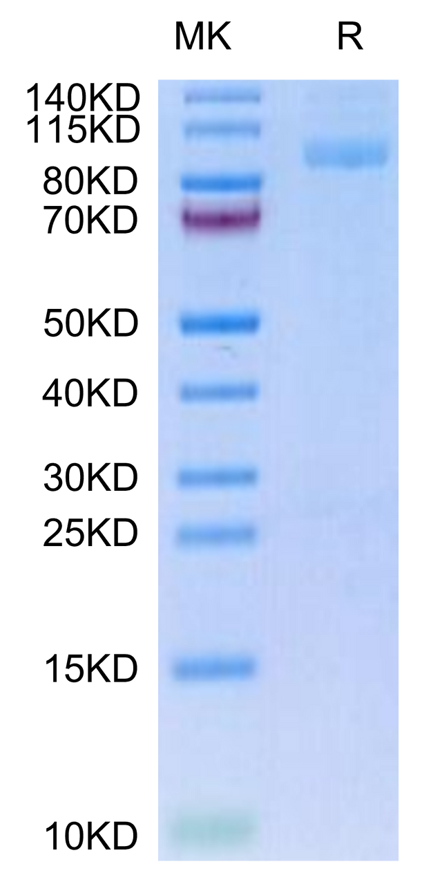 Mouse ITGA2B&ITGB3 on Tris-Bis PAGE under reduced condition. The purity is greater than 95%.