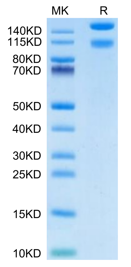 Mouse ITGA1&ITGB1 on Tris-Bis PAGE under reduced condition. The purity is greater than 95%.