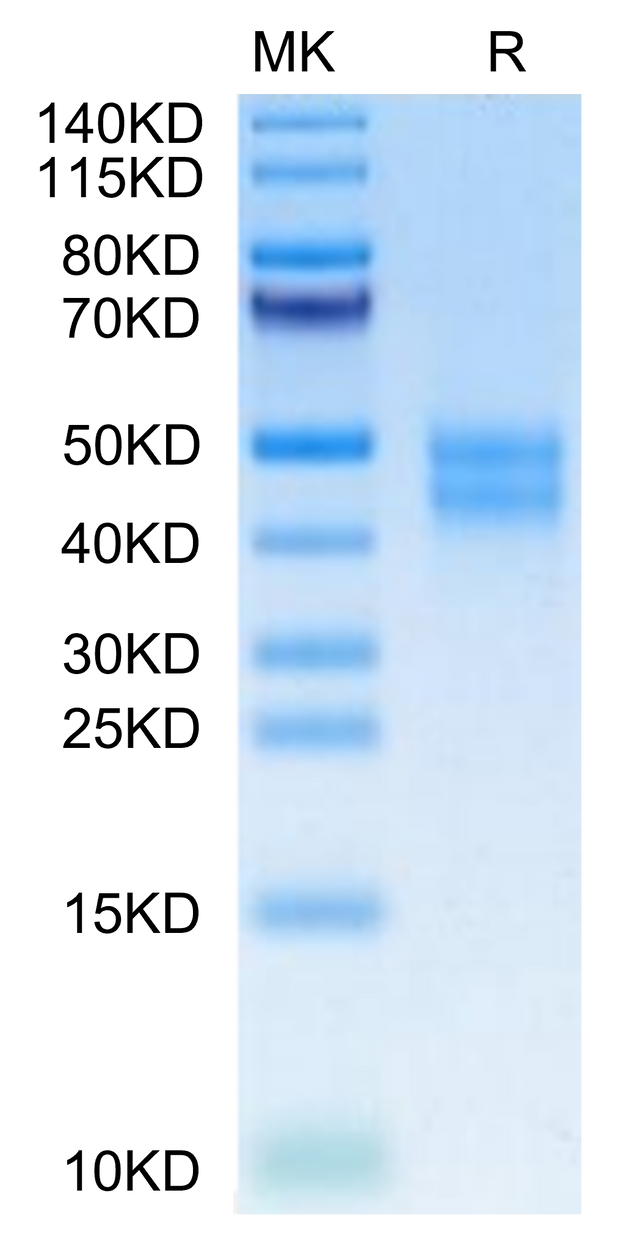 Mouse MXRA8 on Tris-Bis PAGE under reduced condition. The purity is greater than 95%.