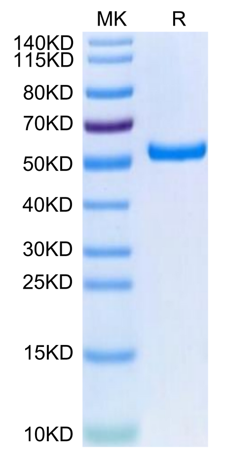Biotinylated Human HLA-A*02:01&B2M&HPV16 E7 (YMLDLQPET) Monomer on Tris-Bis PAGE under reduced condition. The purity is greater than 95%.