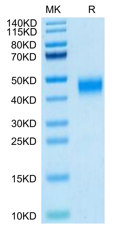 Human MXRA8 on Tris-Bis PAGE under reduced condition. The purity is greater than 95%.