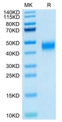 Human MXRA8 on Tris-Bis PAGE under reduced condition. The purity is greater than 95%.