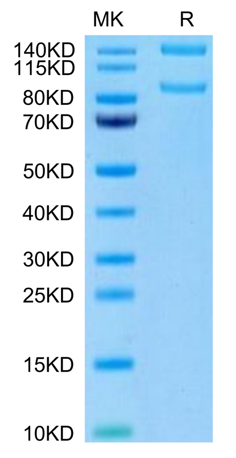 Human ITGAM&ITGB2 on Tris-Bis PAGE under reduced condition. The purity is greater than 95%.