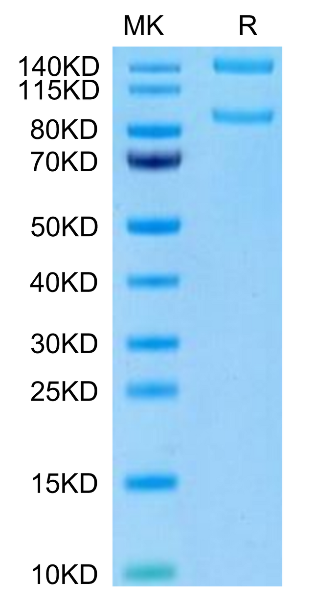 Human ITGAM&ITGB2 on Tris-Bis PAGE under reduced condition. The purity is greater than 95%.