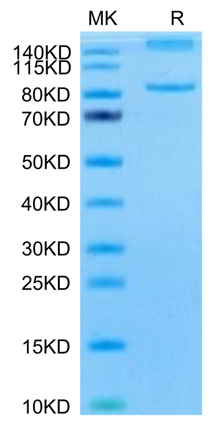 Mouse ITGAL&ITGB2 on Tris-Bis PAGE under reduced condition. The purity is greater than 95%.