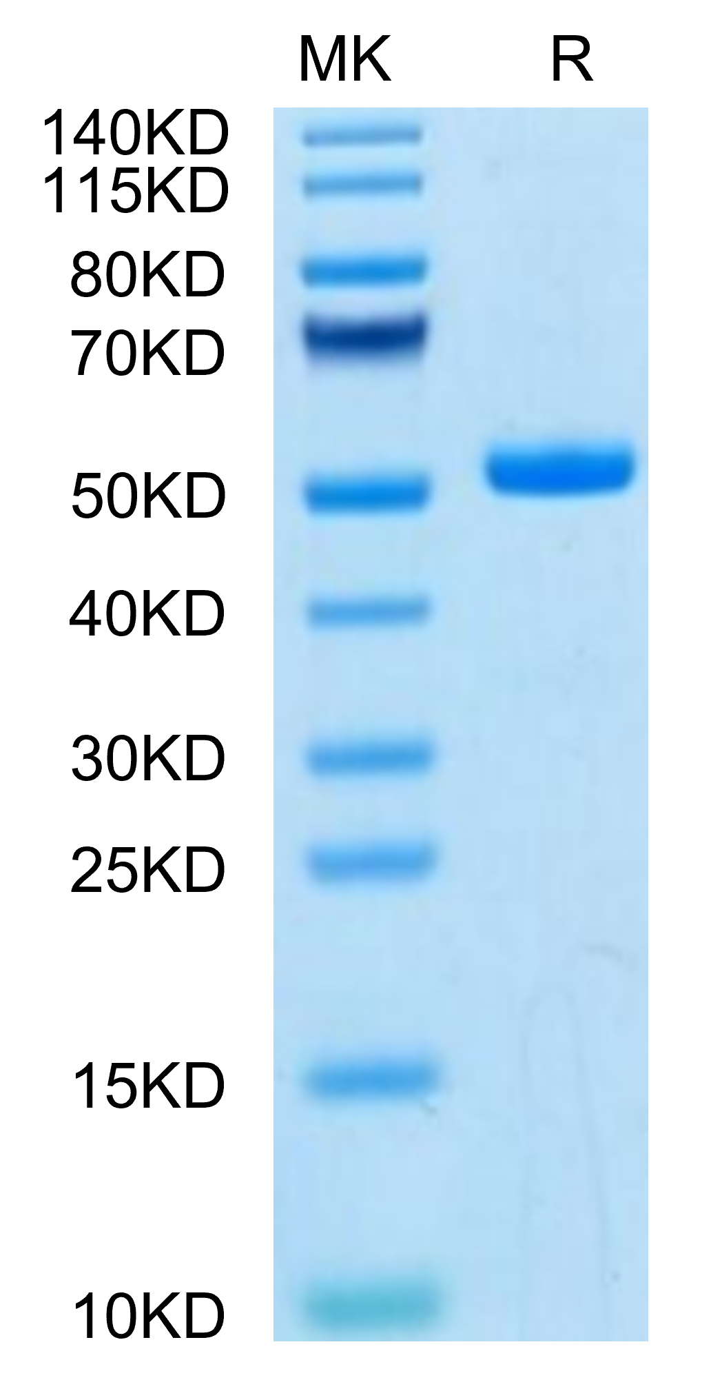 Mouse TLT-1 on Tris-Bis PAGE under reduced condition. The purity is greater than 95%.