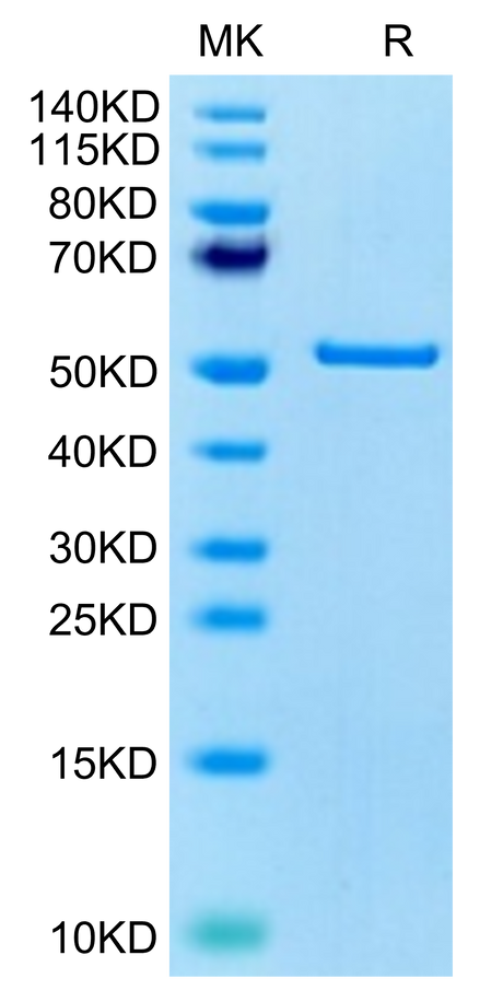 Human FNDC1 on Tris-Bis PAGE under reduced condition. The purity is greater than 95%.