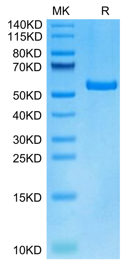 Human HLA-A*01:01&B2M&DSG3 (YTDNWLAVY) Monomer on Tris-Bis PAGE under reduced condition. The purity is greater than 95%.