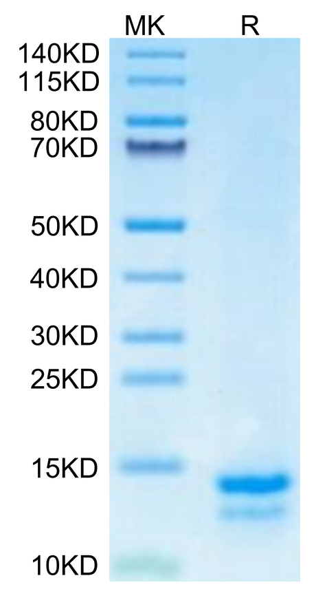 Mouse FAM19A5 on Tris-Bis PAGE under reduced condition. The purity is greater than 95%.