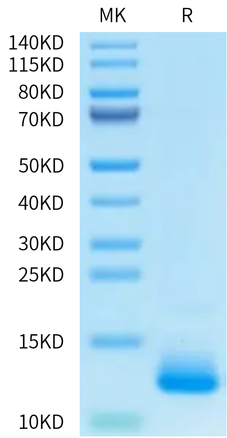 Human FAM19A5 on Tris-Bis PAGE under reduced condition. The purity is greater than 95%.