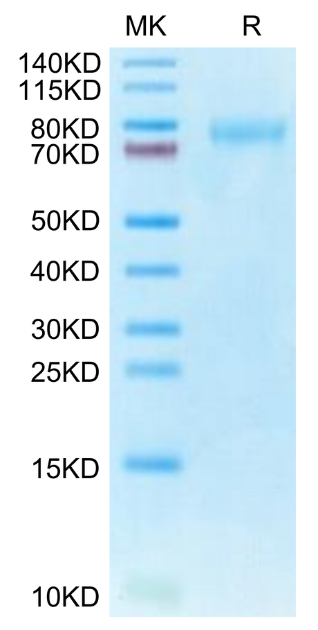 Human CLEC14A on Tris-Bis PAGE under reduced condition. The purity is greater than 95%.