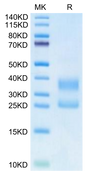 Biotinylated Human CD3E&CD3G on Tris-Bis PAGE under reduced condition. The purity is greater than 95%.