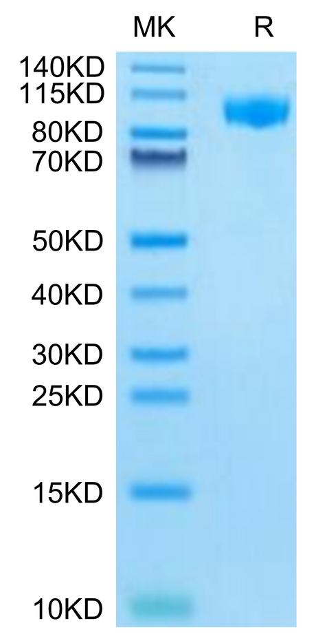 Mouse G-CSF R on Tris-Bis PAGE under reduced condition. The purity is greater than 95%.