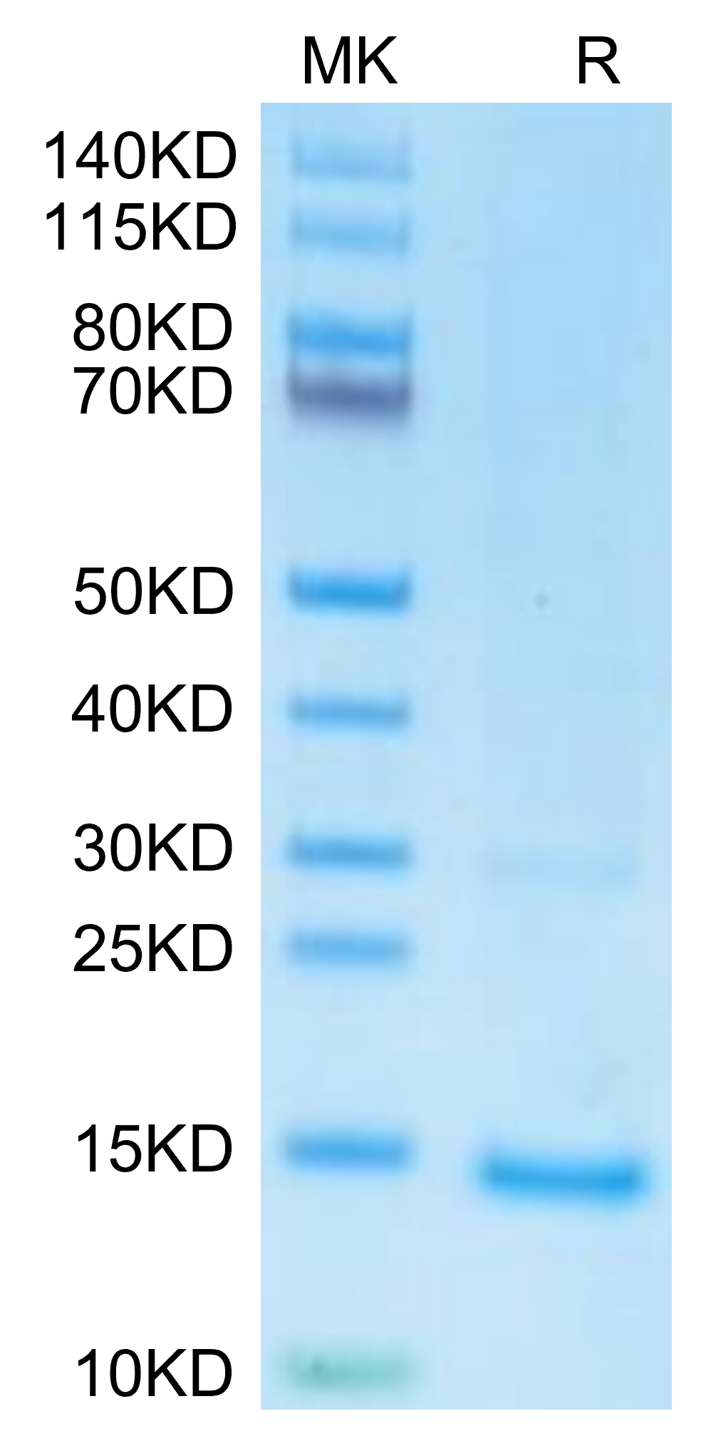 undefined on Tris-Bis PAGE under reduced condition. The purity is greater than 95%.