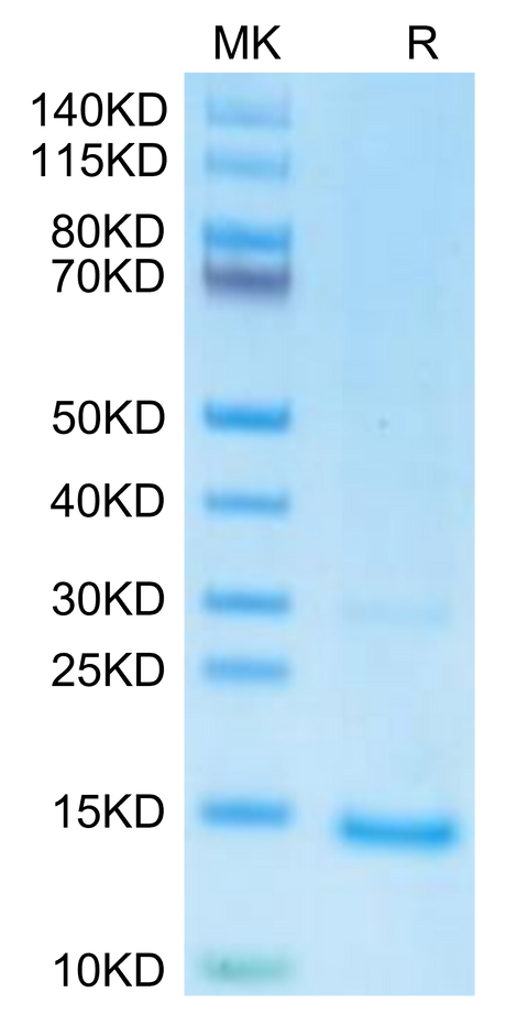 undefined on Tris-Bis PAGE under reduced condition. The purity is greater than 95%.