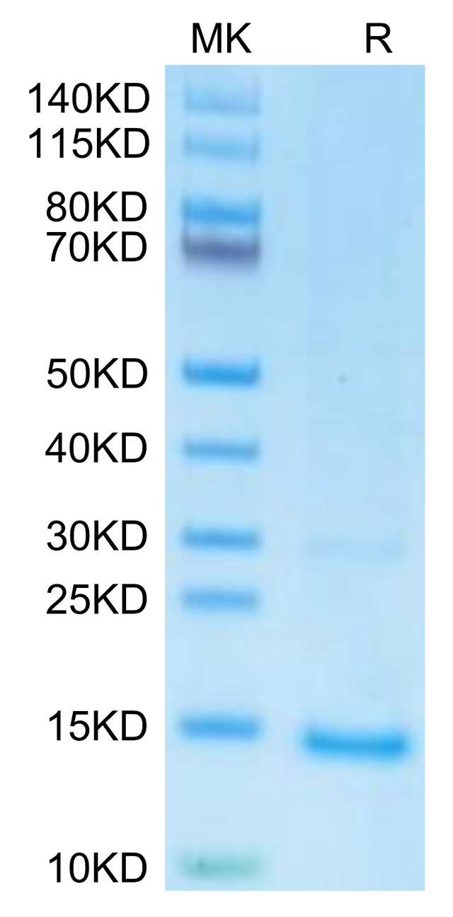 undefined on Tris-Bis PAGE under reduced condition. The purity is greater than 95%.