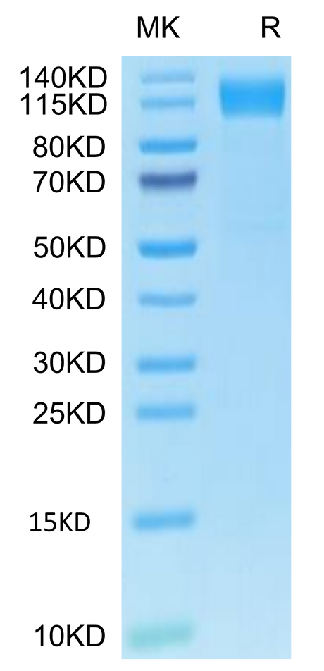 Human OSMR&GP130 on Tris-Bis PAGE under reduced condition. The purity is greater than 95%.