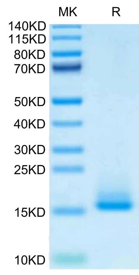 Monkeypox virus A35R on Tris-Bis PAGE under reduced condition. The purity is greater than 95%.