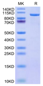 Human CDH19 on Tris-Bis PAGE under reduced condition. The purity is greater than 95%.