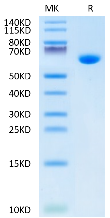 Mouse Alkaline Phosphatase (Germ type) on Tris-Bis PAGE under reduced condition. The purity is greater than 95%.